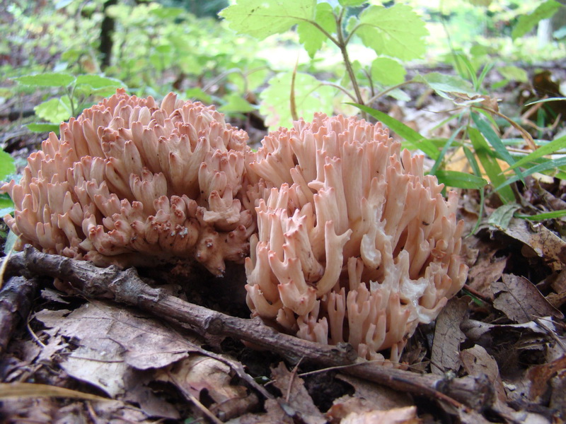 Ramaria botrytis (Polonia)